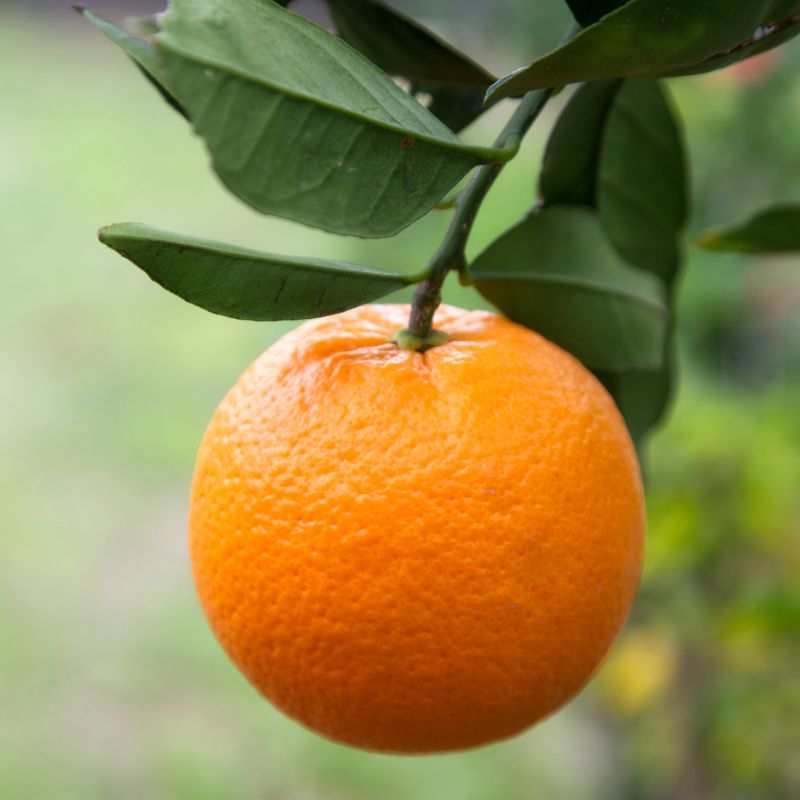 Organic orange tree seeds for warm climate gardens