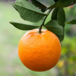 Organic orange tree seeds for warm climate gardens