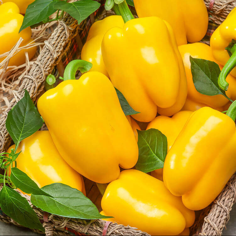 Organic Style Admiral Hybrid Pepper Seeds High Yield