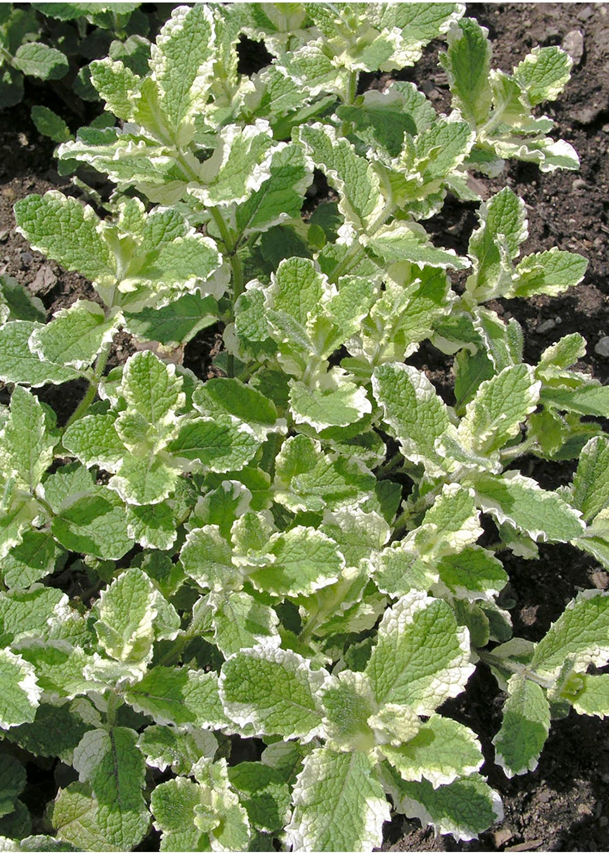 Organic peppermint herb seeds for planting beautiful variegated mint