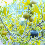 Organic persimmon seedlings growing from high quality seeds