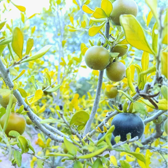 Organic persimmon seedlings growing from high quality seeds