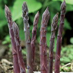 Organic Purple Asparagus Seeds ideal for home garden