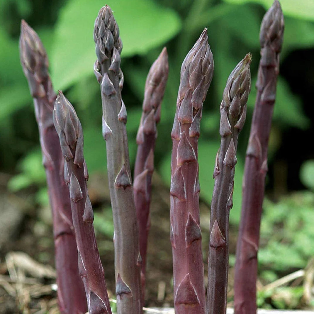 Organic Purple Asparagus Seeds ideal for home garden