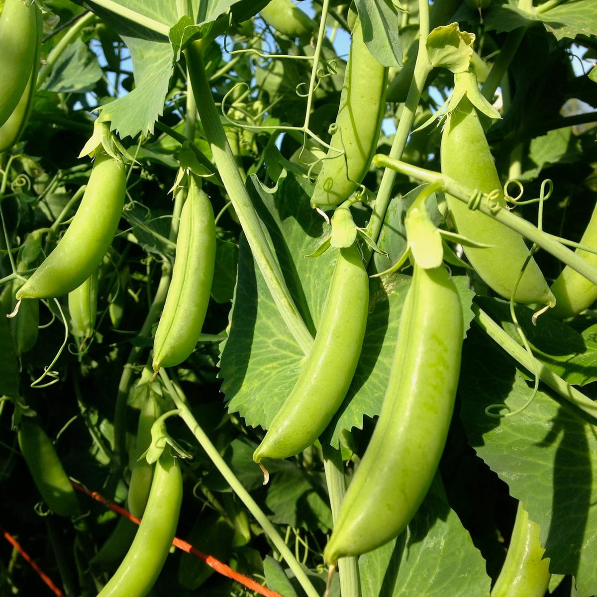 Organic snap pea seeds for planting in home gardens