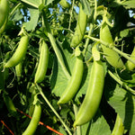 Organic snap pea seeds for planting in home gardens