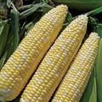 Organic sweet corn garden seeds non GMO variety