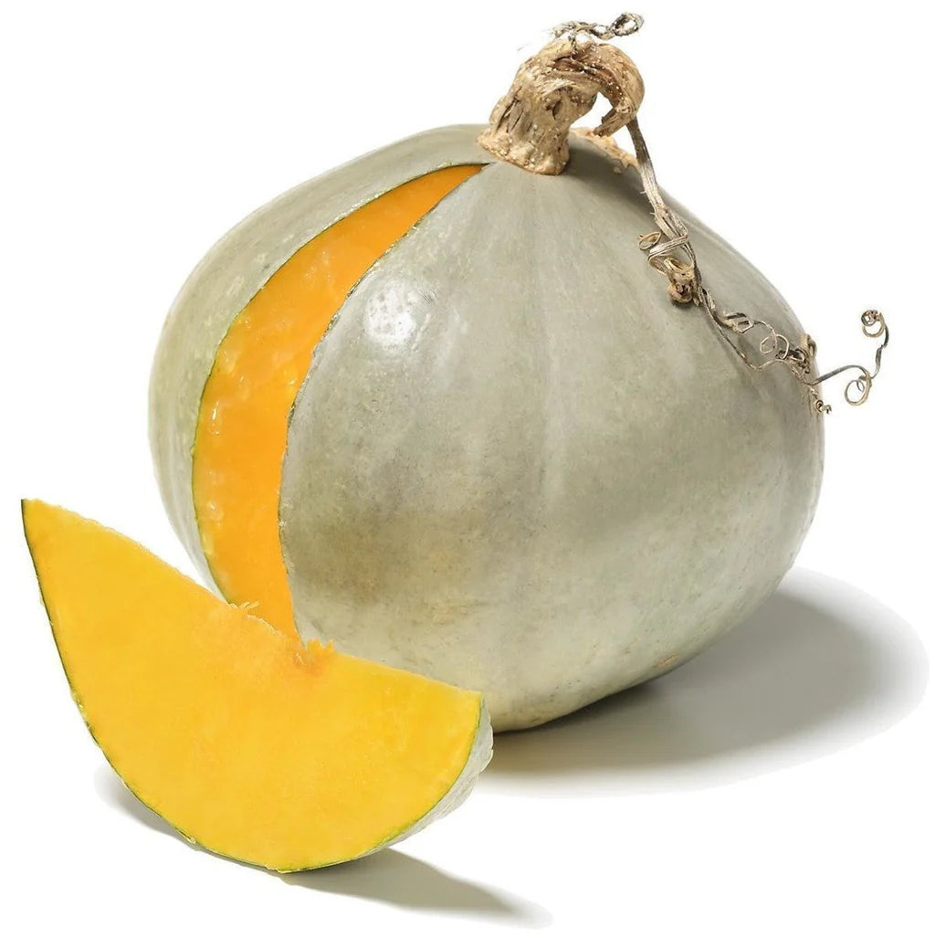 Garden Sun Organic Squash Seeds Heirloom Non-GMO High Germination Organic Garden Seeds