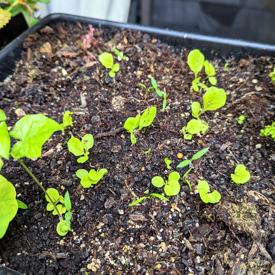 Lettuce Seeds (Organic) - Tom Thumb