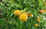 Organic trifoliate orange seeds for home garden