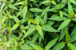 Organic Vietnamese Coriander Persicaria odorata seeds for kitchen garden