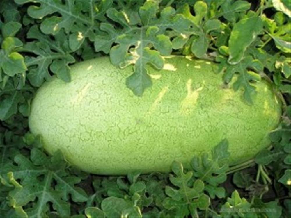 Organic watermelon seeds for warm climate gardens