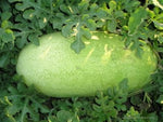 Organic watermelon seeds for warm climate gardens