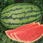 Organic watermelon seeds for home garden