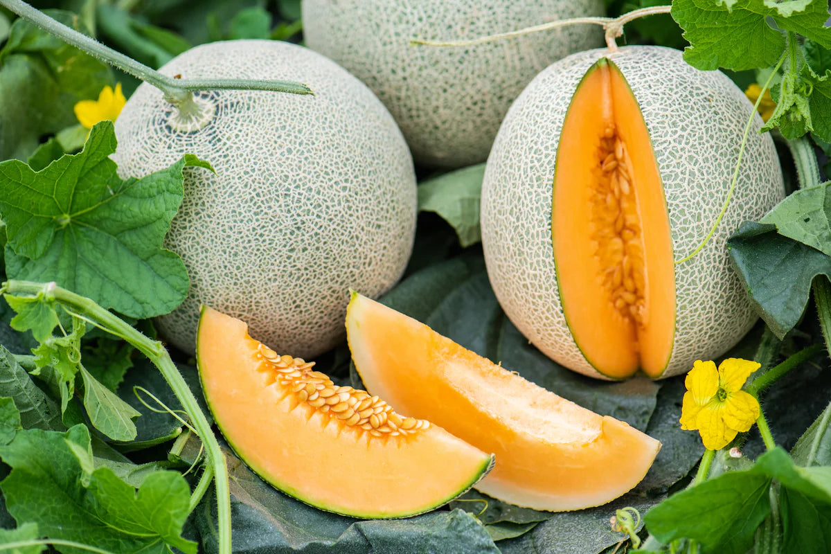 Organic watermelon seeds non GMO for outdoor planting