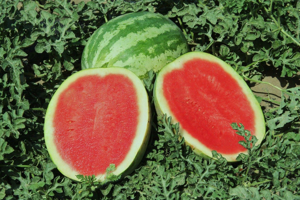 Organic watermelon seeds non GMO for outdoor planting