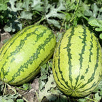 Organic watermelon seeds for warm climate gardens