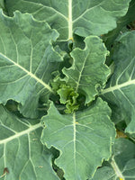 Organic White Russian kale seeds for leafy green plants