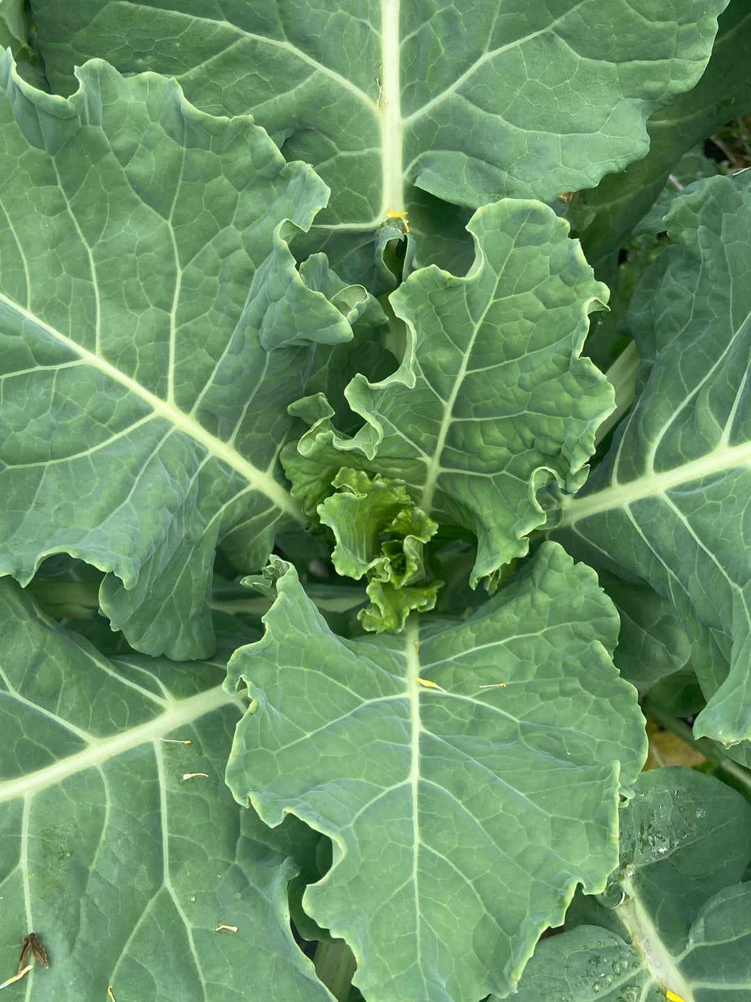 Organic White Russian kale seeds for leafy green plants