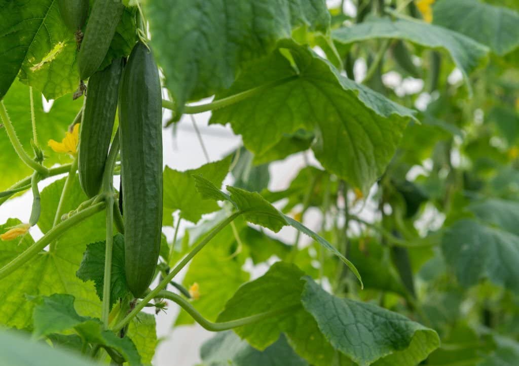 Organic Growing American Yard Long Cucumber Seeds