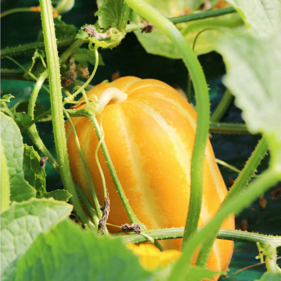 Orient Melon (Cucumis melo) Seeds