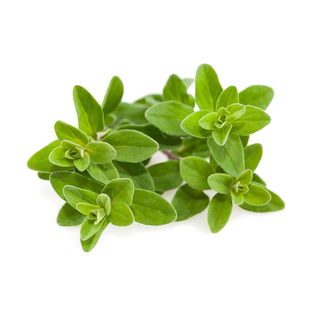 Origanum majorana seeds close up premium quality seeds