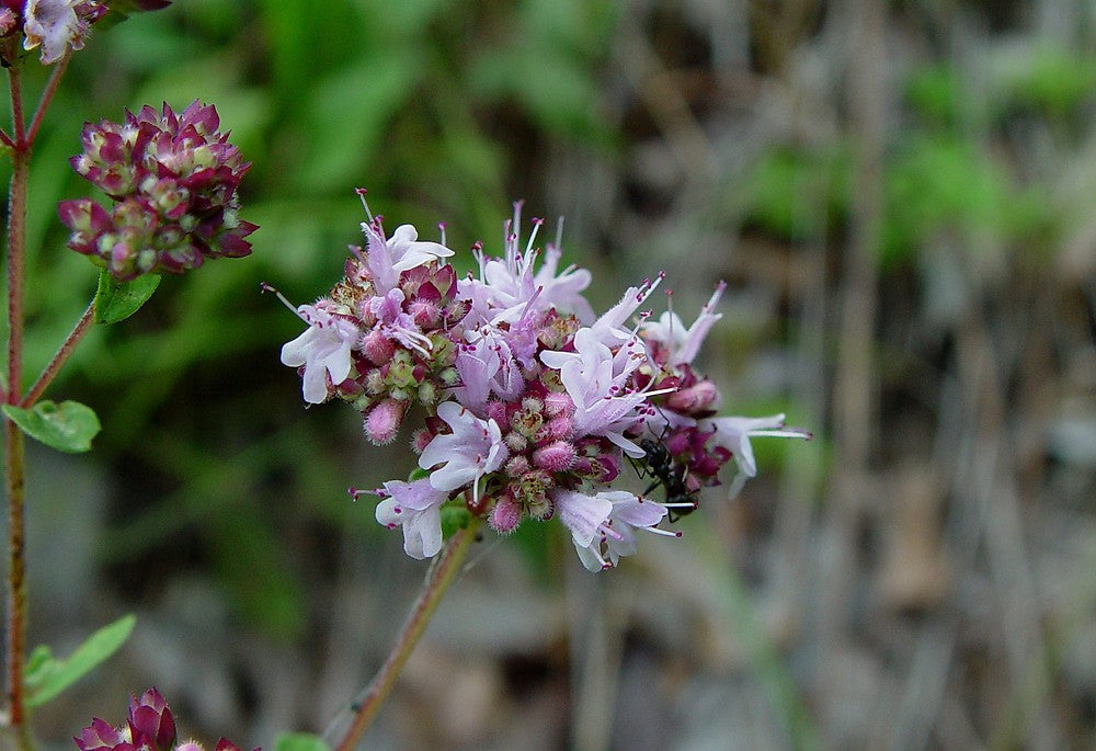 Wild Marjoram Organic Herb Seed