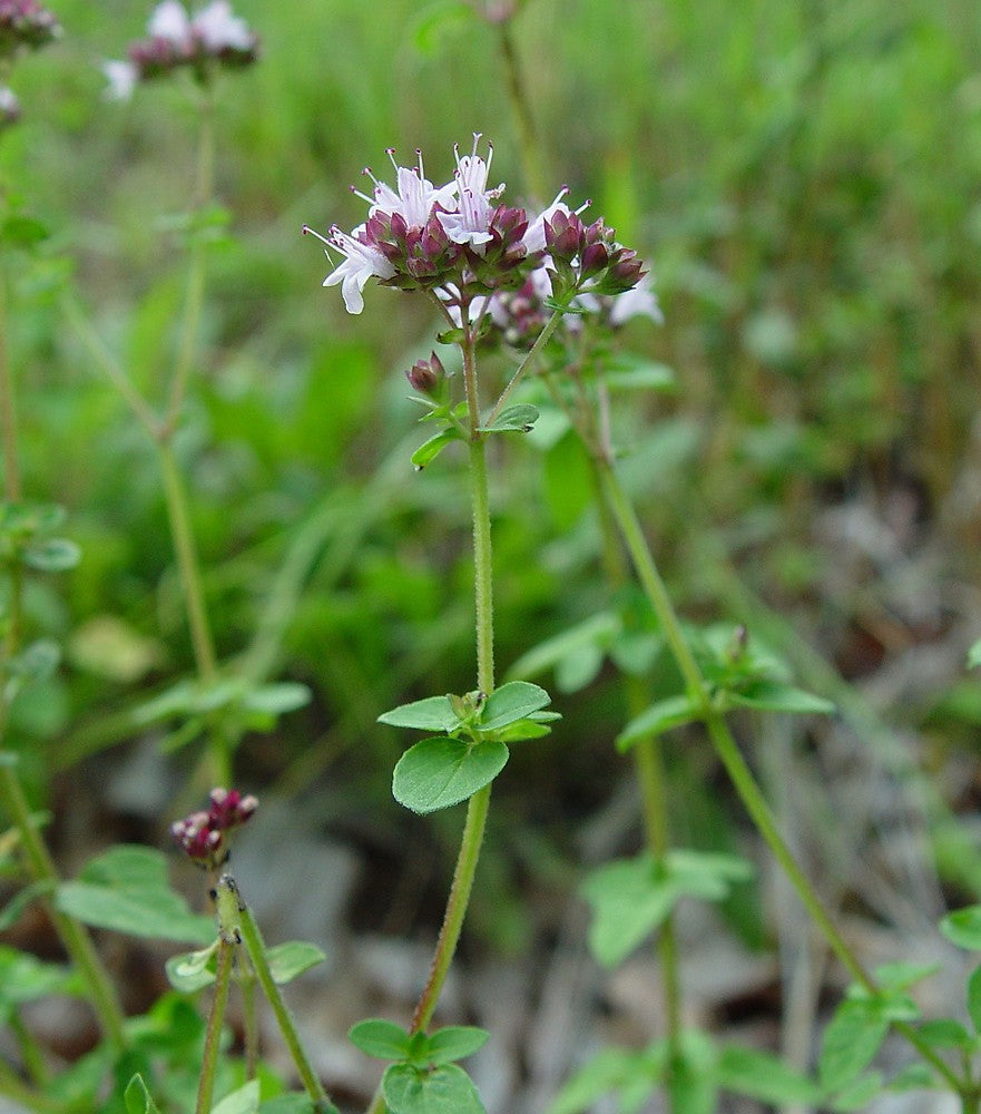 Wild Marjoram Organic Herb Seed