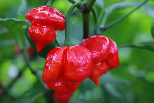 medium tall pepper plants producing abundant fiery red peppers

