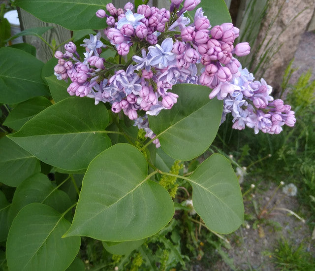 Purple Fragrant Flower Seeds for Planting - 100