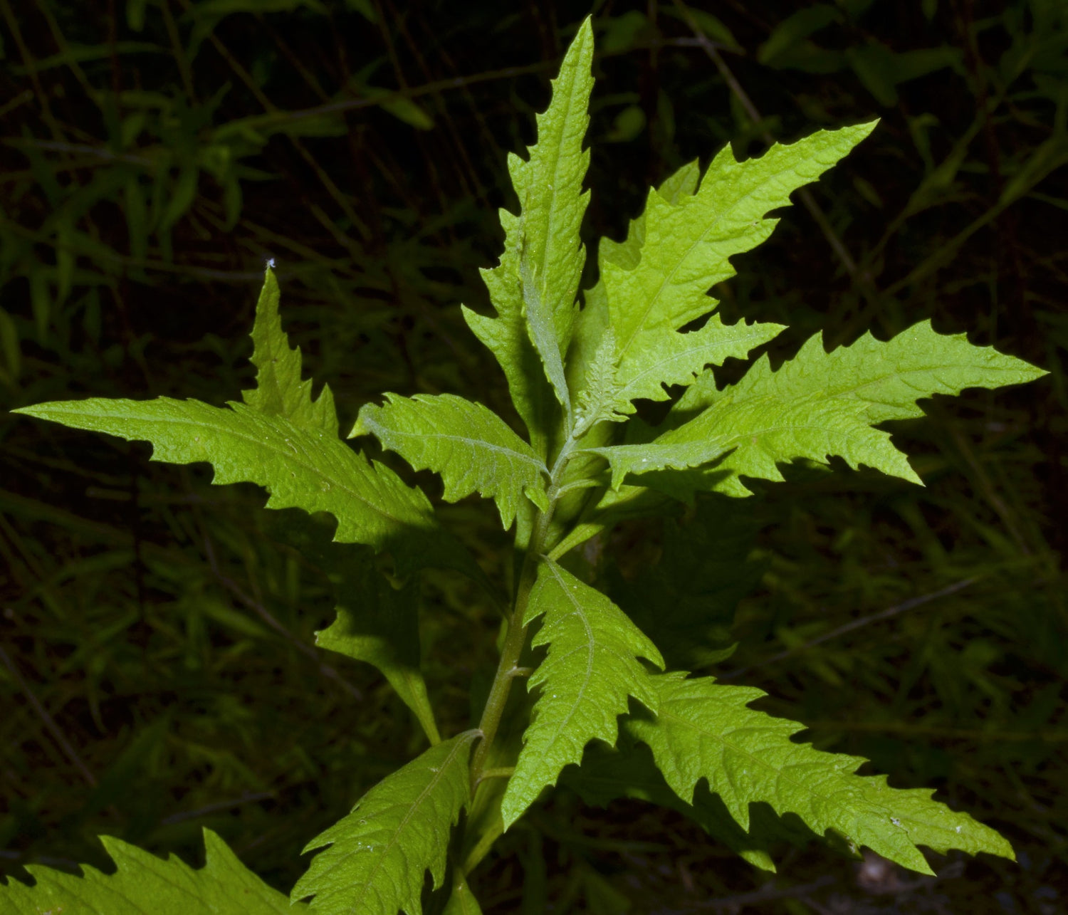 Epazote Dysphania ambrosioides