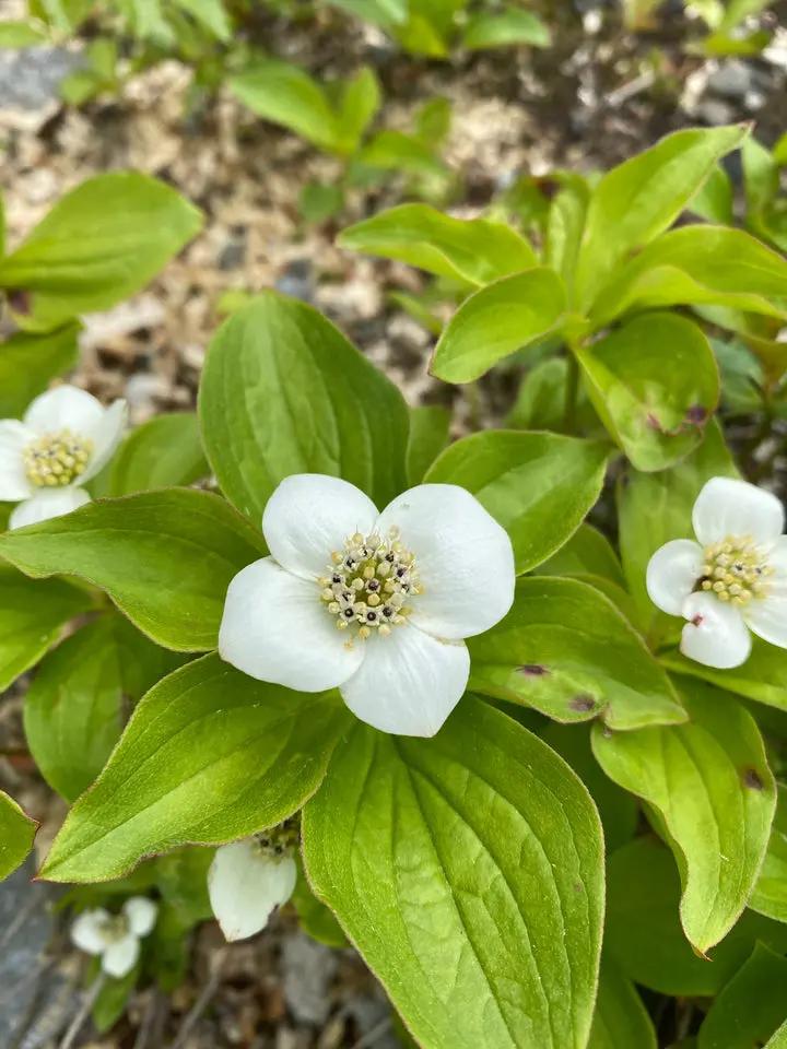 Heirloom Bunchberry Flower Seeds, Non-GMO Groundcover Blooms for Woodland Garden Planting Dhara Seeds