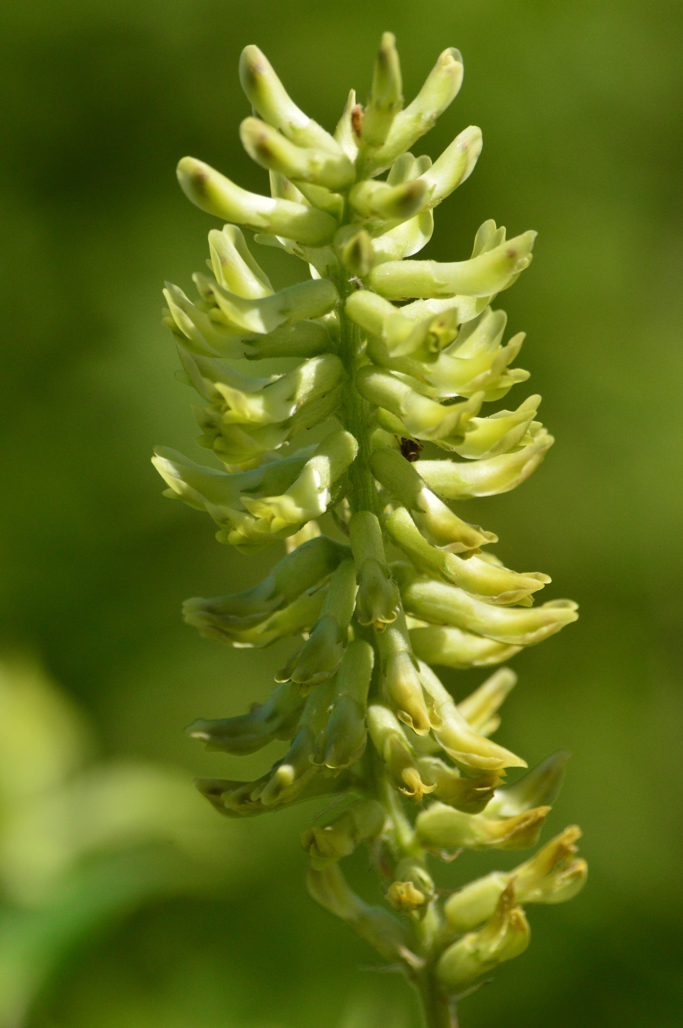 Astragalus canadensis Canada Milk Vetch