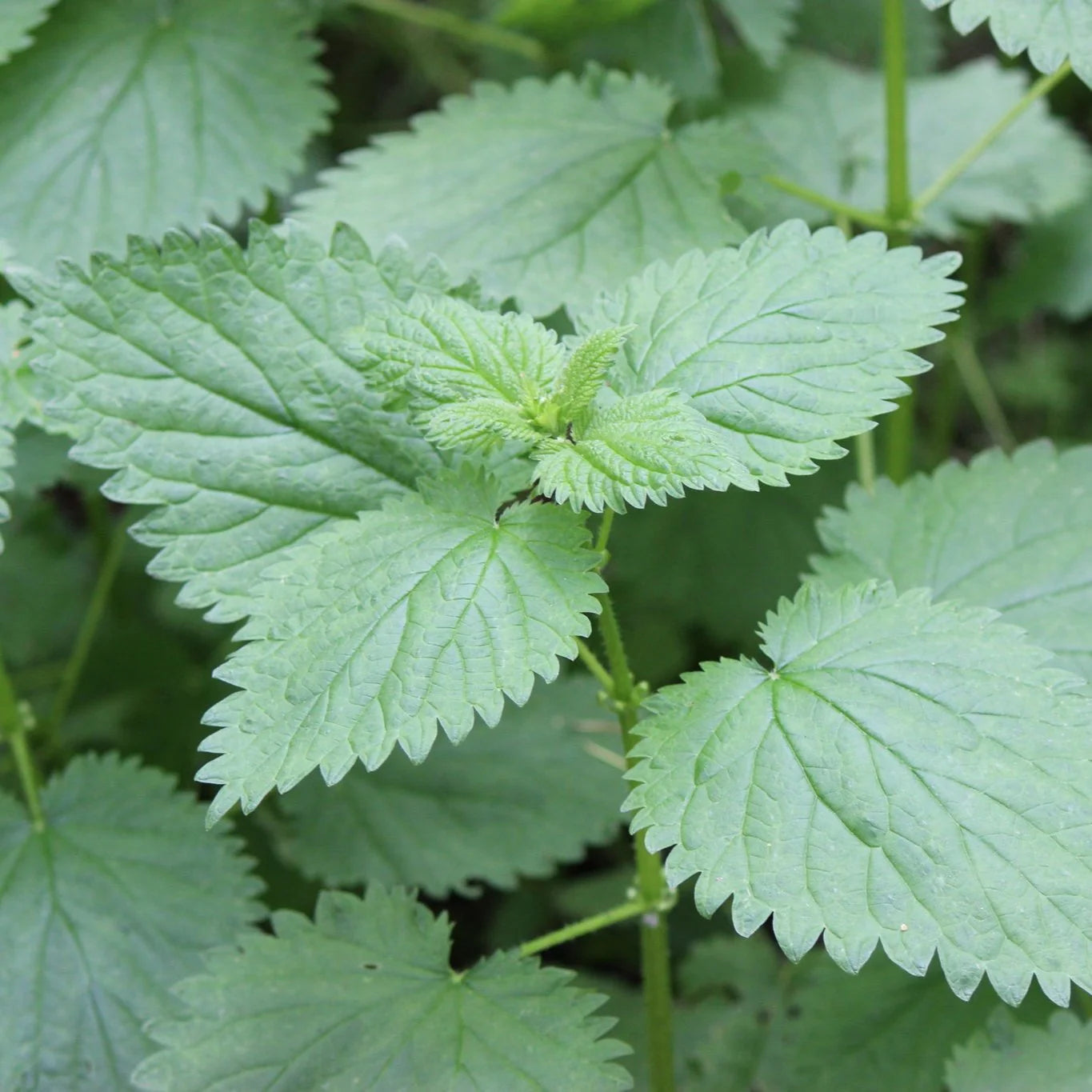 Stinging Nettle Seeds