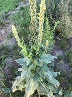 Green Verbascum Thapsus Plant Seeds for Planting - NON GMO Seeds for planting in home garden