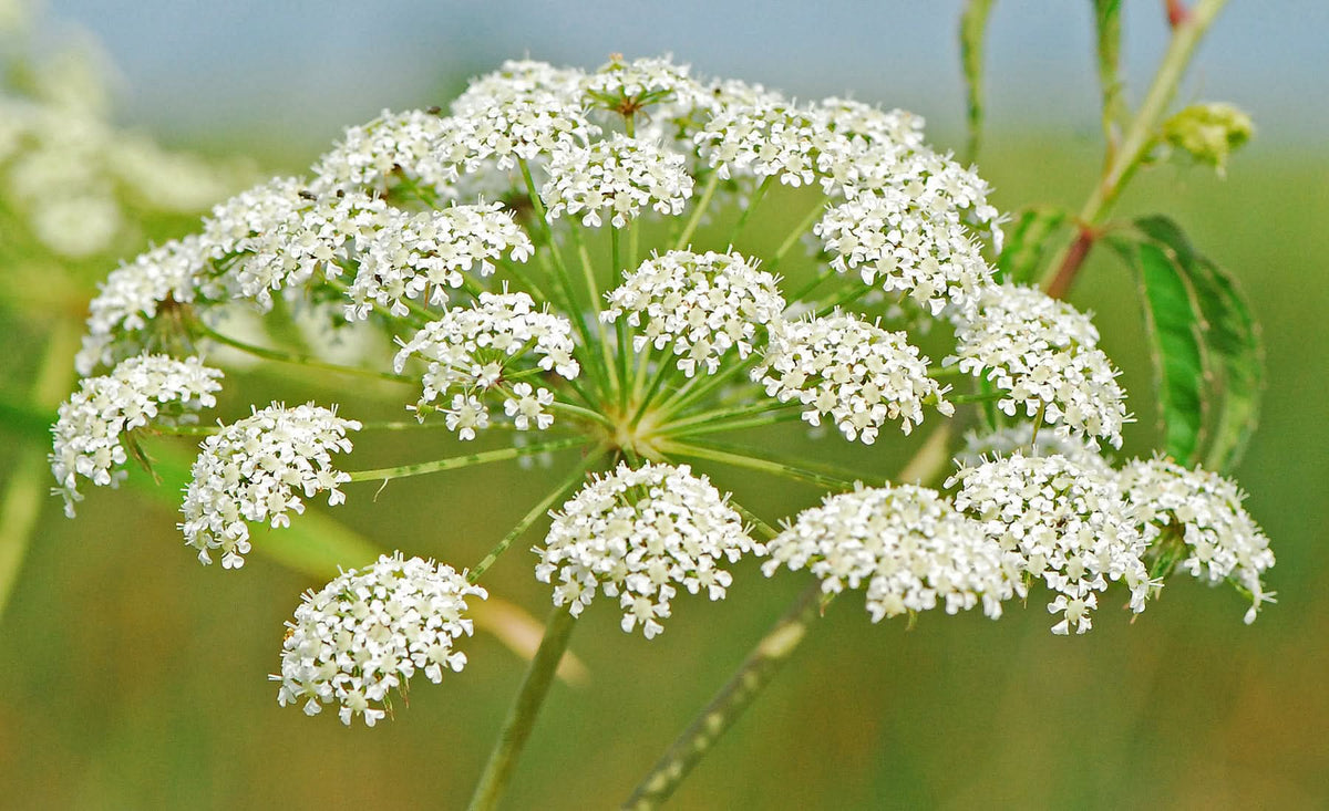 Heirloom Non-GMO Cicuta Maculata Flower Seeds for Planting – Unique Wetland Wildflower Blooms - Non-GMO for planting in home garden