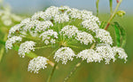 Heirloom Non-GMO Cicuta Maculata Flower Seeds for Planting – Unique Wetland Wildflower Blooms - Non-GMO for planting in home garden