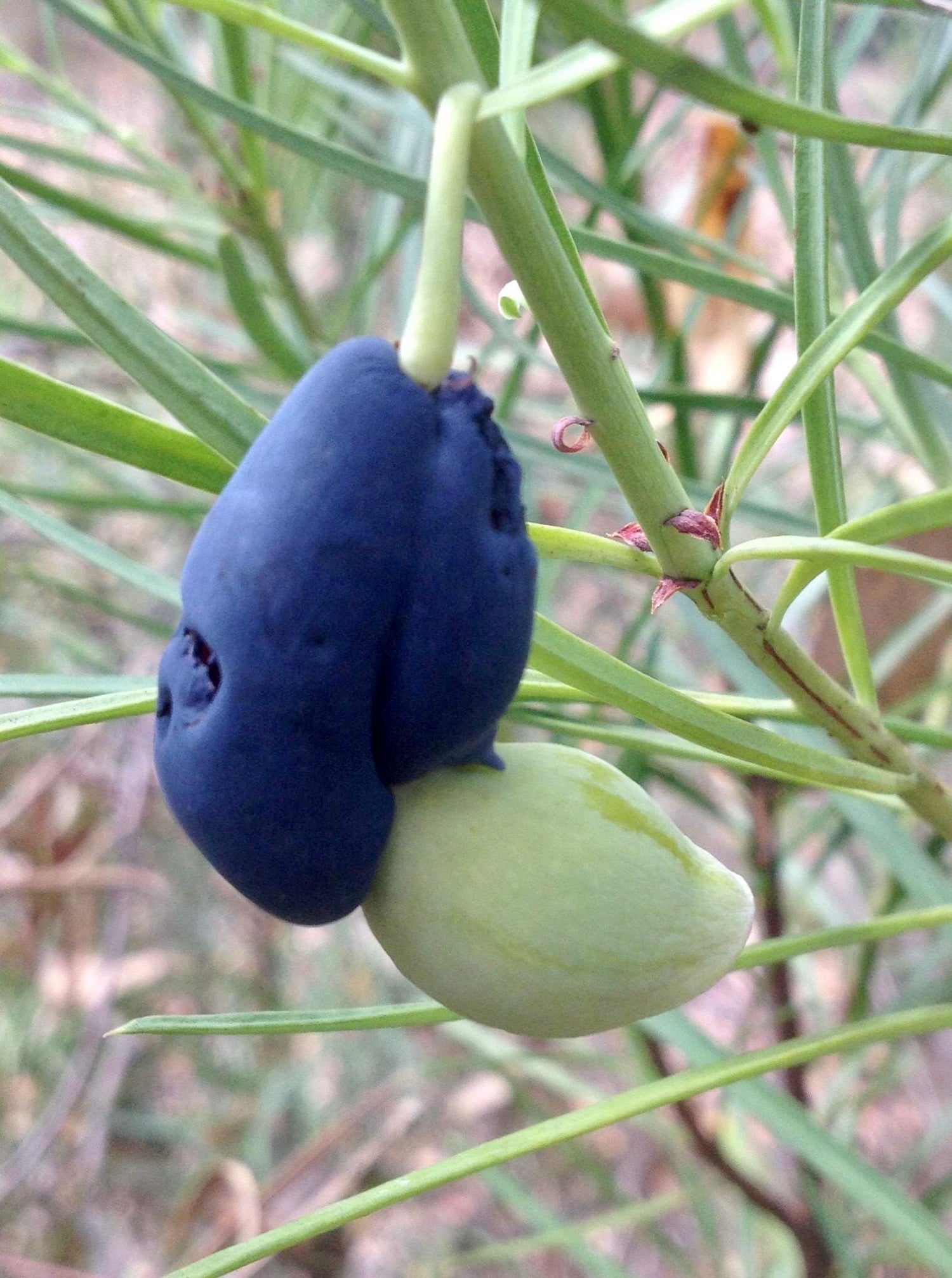 Emu Berry (Austromyrtus dulcis)