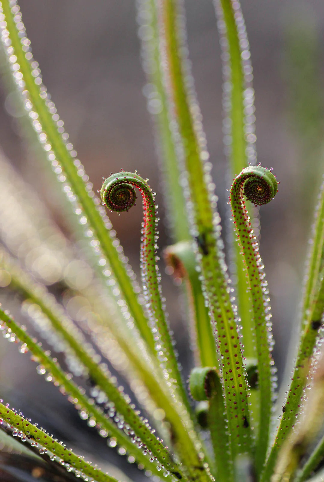 Green Drosophyllum Plant Seeds for Planting heirloom & Non-GMO Seeds