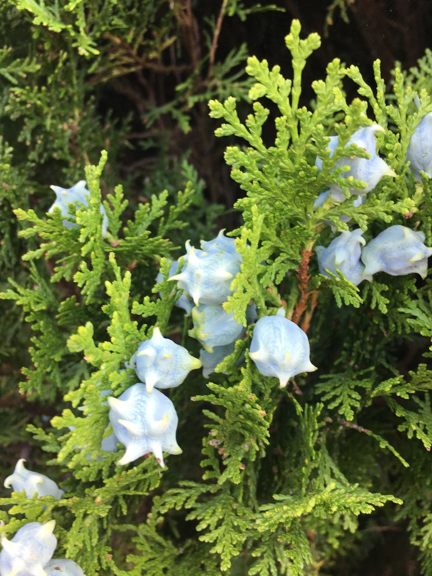 Thuja orientalis Seeds