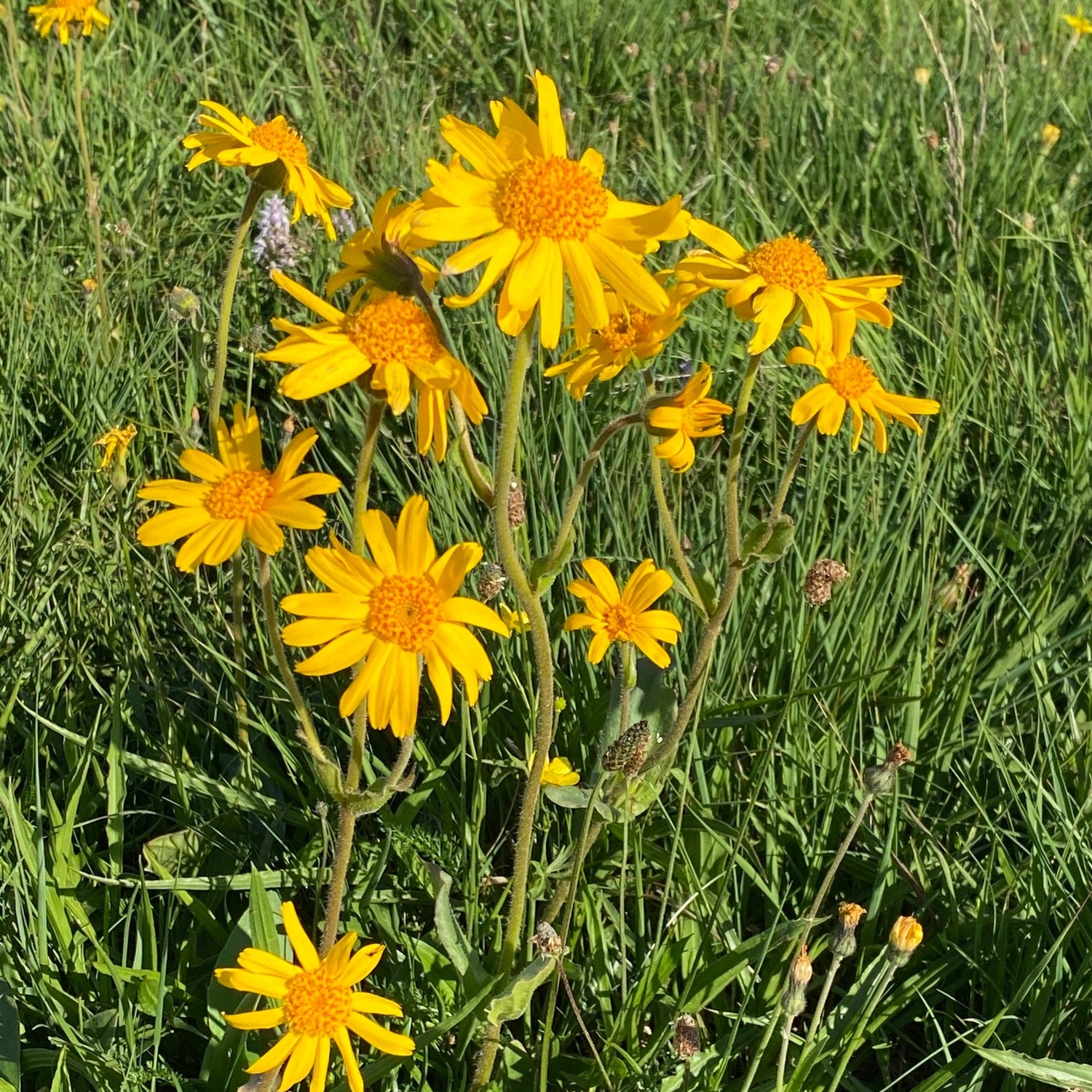 Herbal Seeds - Arnica Montana "Arbo" - Seeds for Healing and Medicinal Plant Use