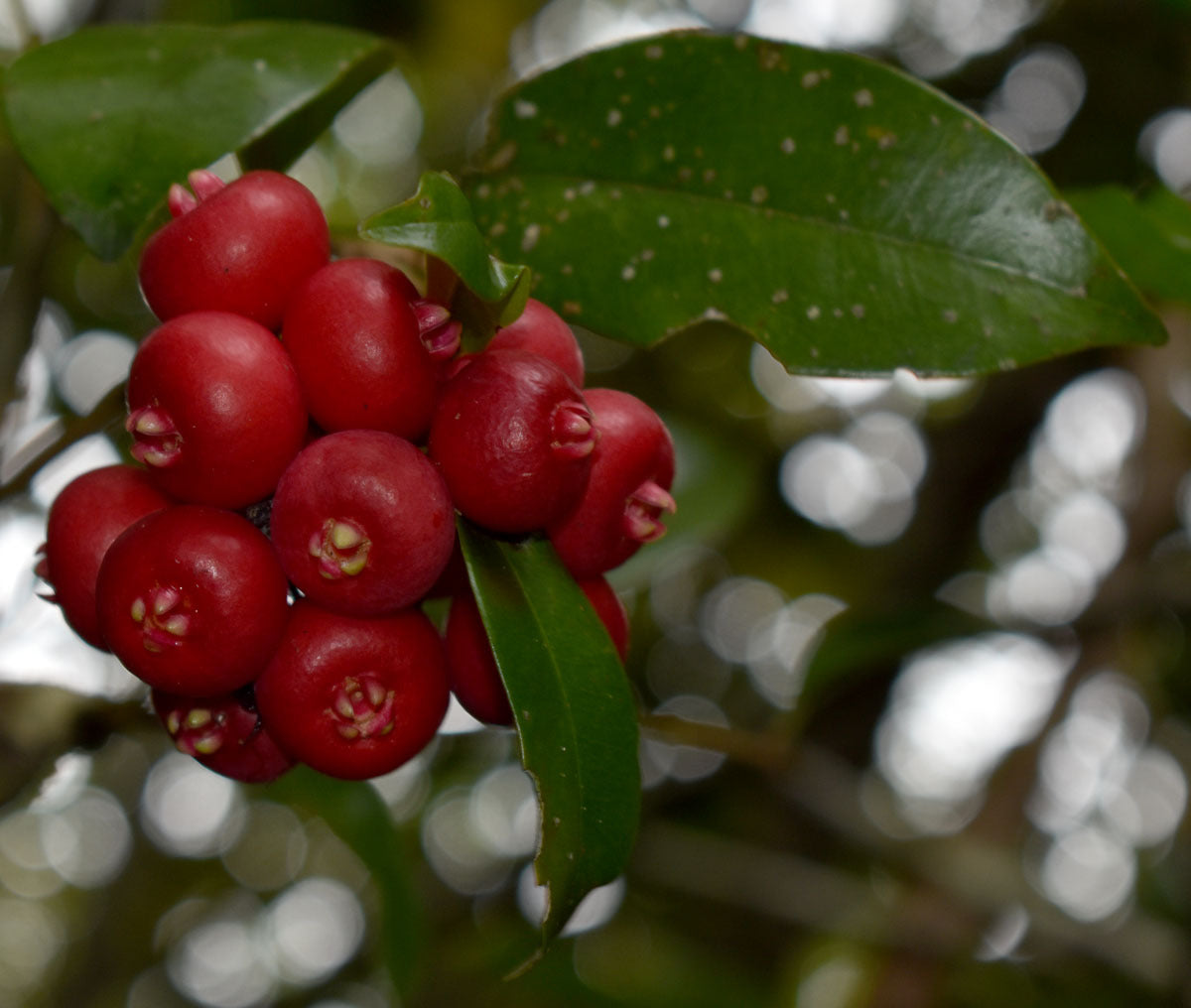 Fibrous Satinash (Syzygium fibrosum)