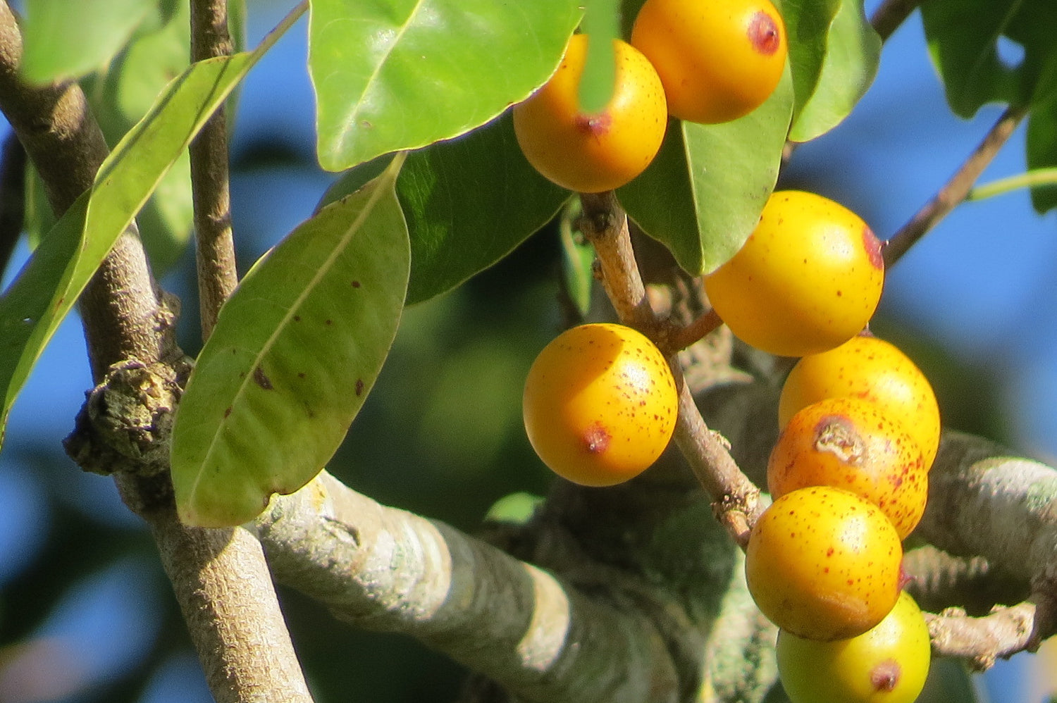 False Mastic (Pistacia lentiscus)