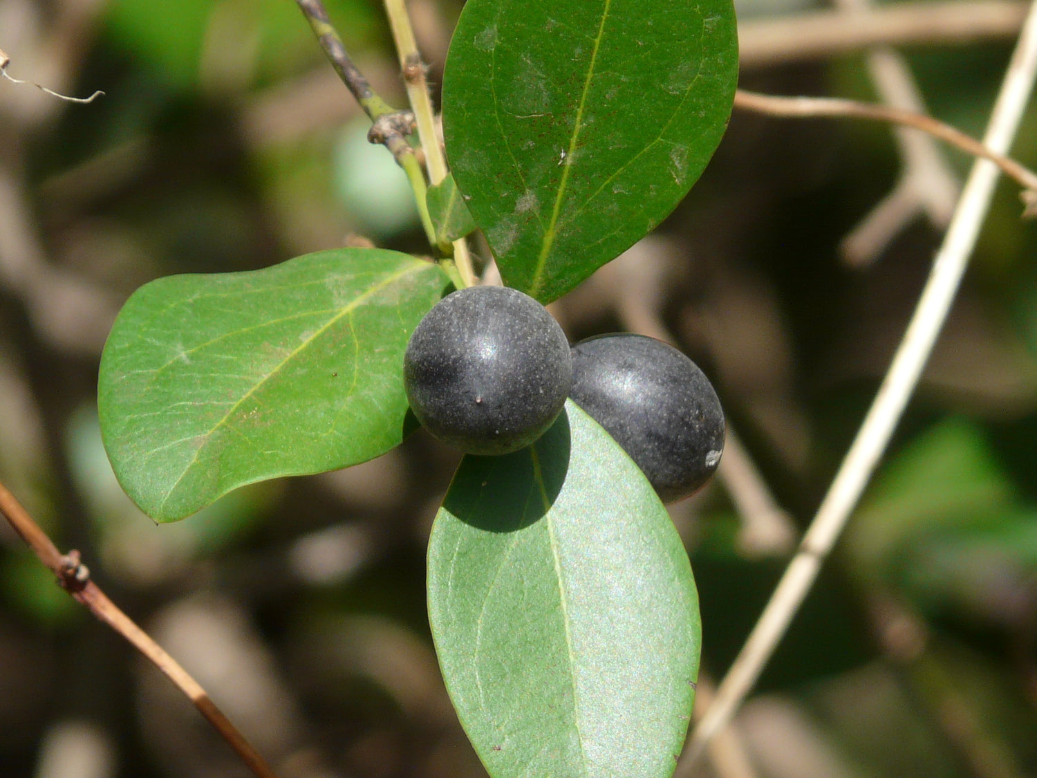 Conkerberry (Carissa spinarum)