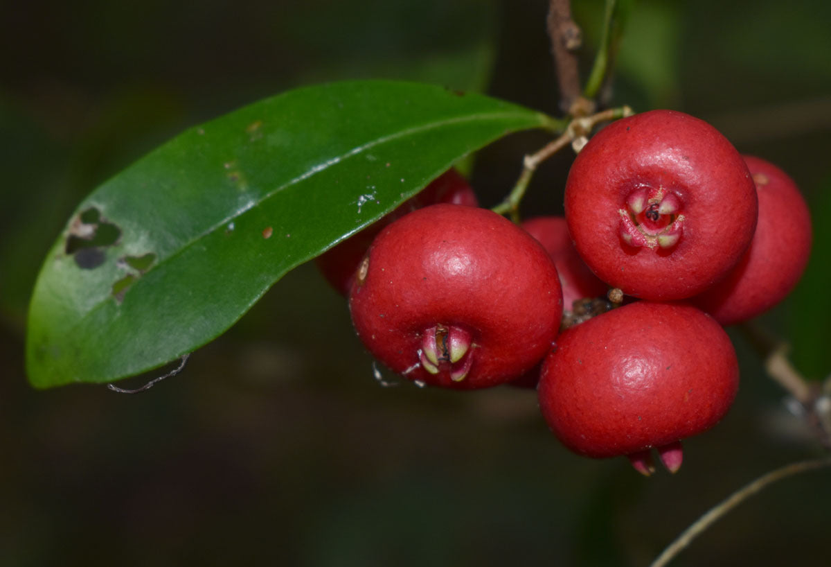 Fibrous Satinash (Syzygium fibrosum)