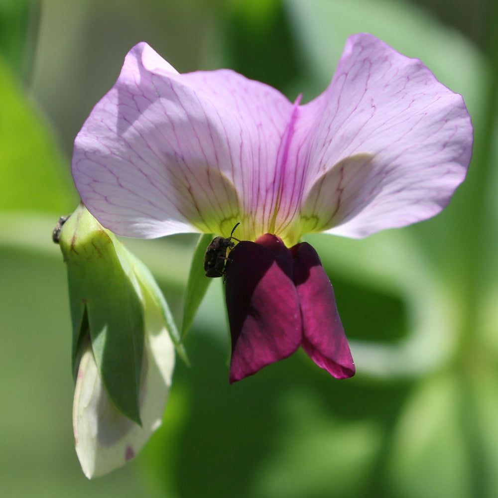Pisum Sativum Flower Seeds for Planting, 100