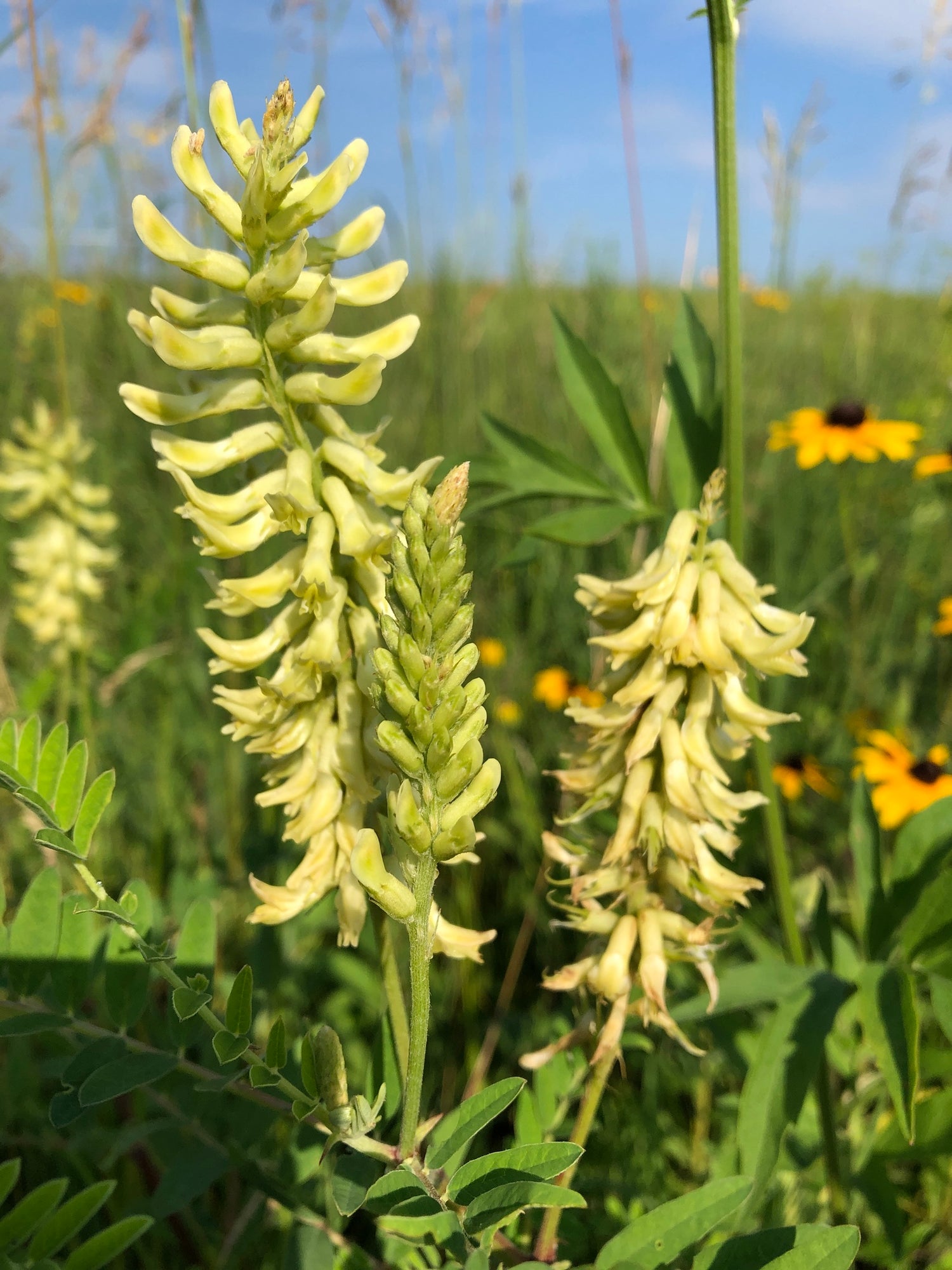 Astragalus canadensis Canada Milk Vetch