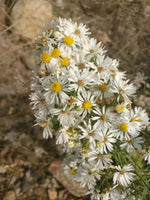 White Prairie Aster Flower Seeds for Planting, NON GMO Seeds Dhara Seeds