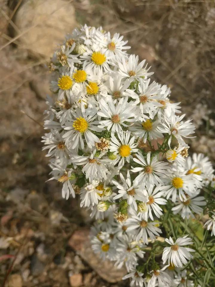 White Prairie Aster Flower Seeds for Planting, NON GMO Seeds Dhara Seeds