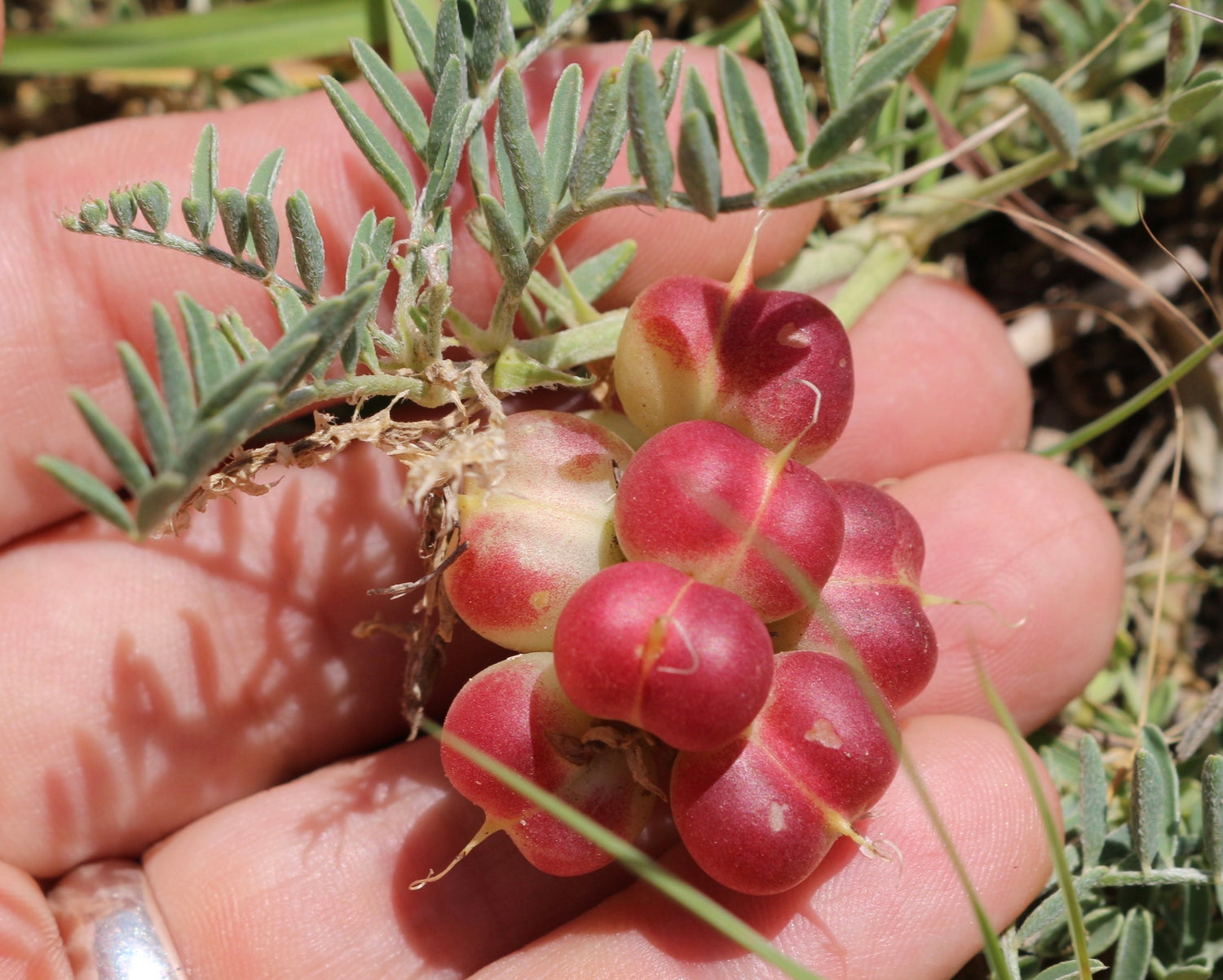 Ground Plum (Astragalus crassicarpus)